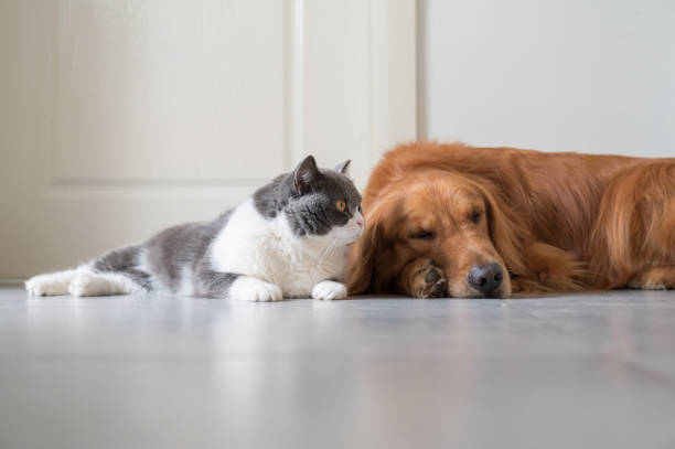 istock British Shorthair and Golden Retriever 1240899932