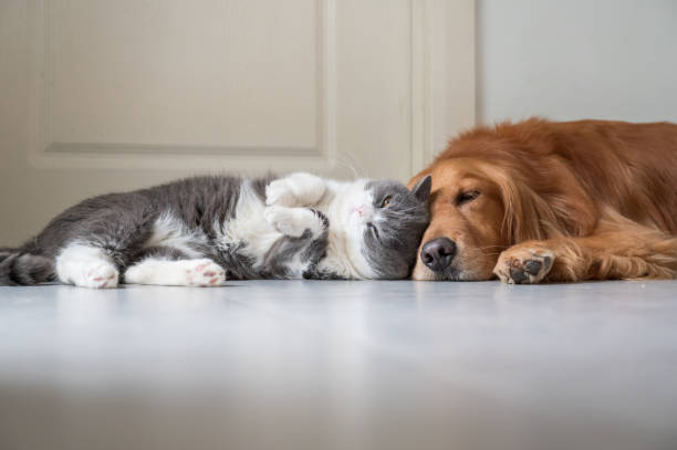 istock British Shorthair and Golden Retriever 1240899933