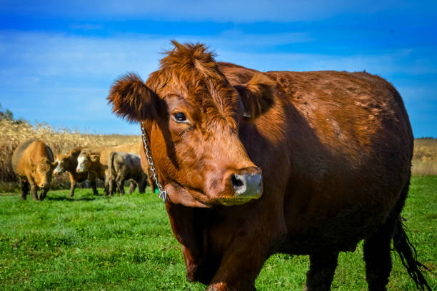 istock Beef close-up in a farm pasture 1240901977