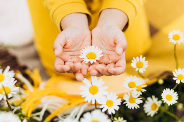 istock Daisies in the hands of a child. 1240905573