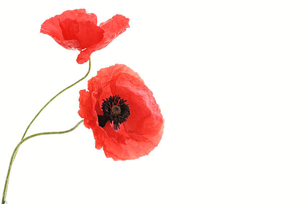 istock two red poppy flowers 124090560