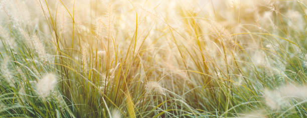 istock Grass meadow softly sunrise or sunset wide panorama for natural banner background. 1240918917