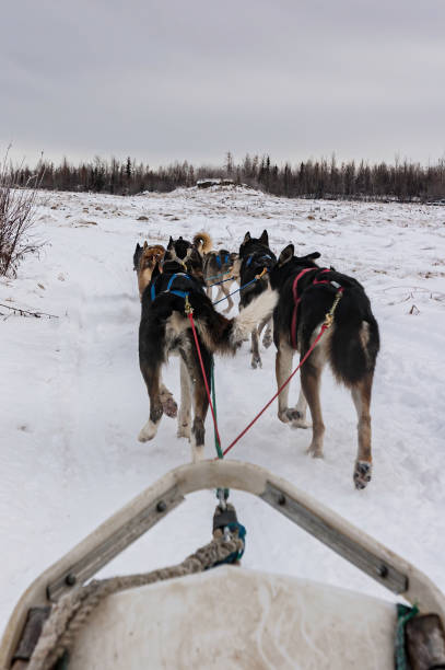 istock Sled dogs pulling a sled in the snow in Wiseman, Alaska. mushing. 1240922023