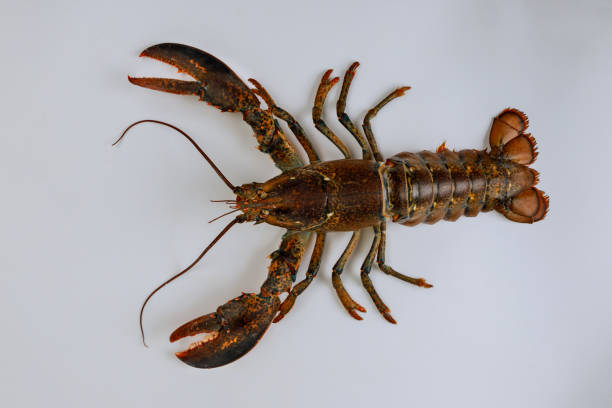 istock Live brown lobster isolated on white background. 1240941776