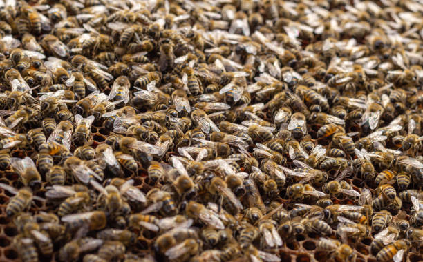 istock Honey bees working on honeycomb in a swarm, making beeswax, close up background 1240968314