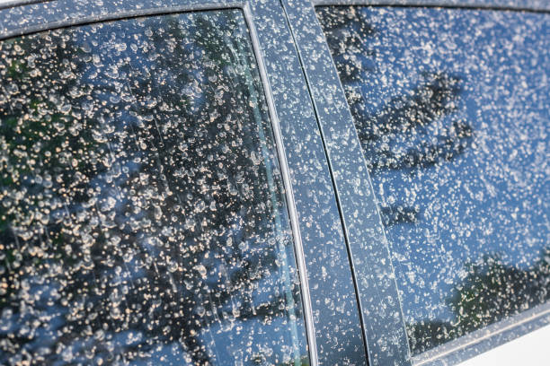 Extreme dirty car windshield glass from dirt and dust,After a rain, the air is so dirty Extreme dirty car windshield glass from dirt and dust,After a rain, the air is so dirty acid rain stock pictures, royalty-free photos & images