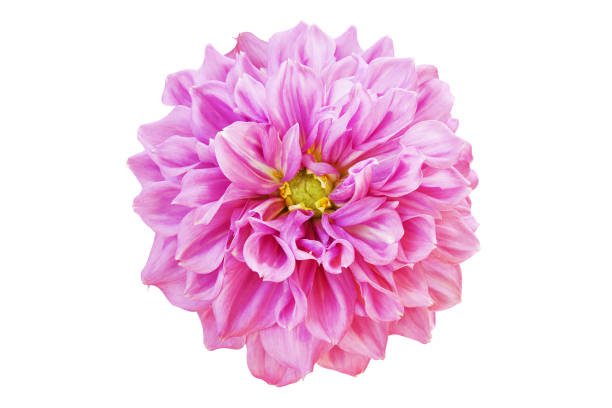 istock Blooming Pink Dahlia Flower Isolated on White Background 1240992485