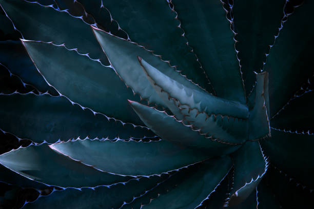 istock Agave Plant in Dark Blue Tone Color Natural Pattern Background 1240992489