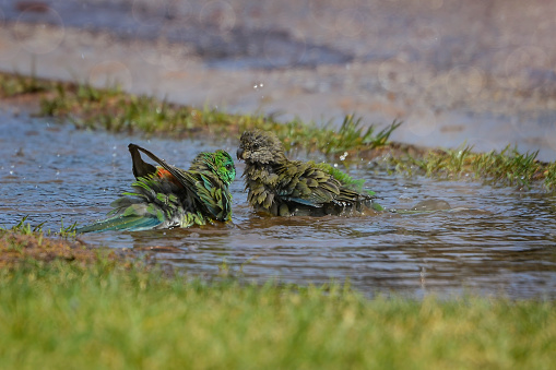 Male and Female Psephotus haematonotus taking a bath in a puddle