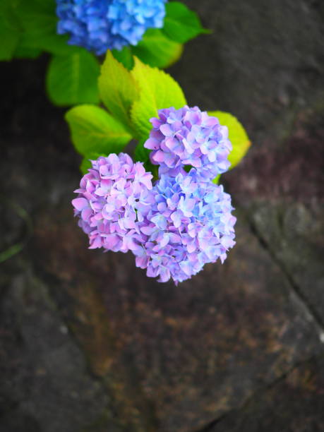 hortensia - rain monsoon rainforest storm fotografías e imágenes de stock