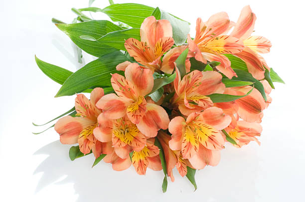 istock Beautiful holiday flowers 124107174