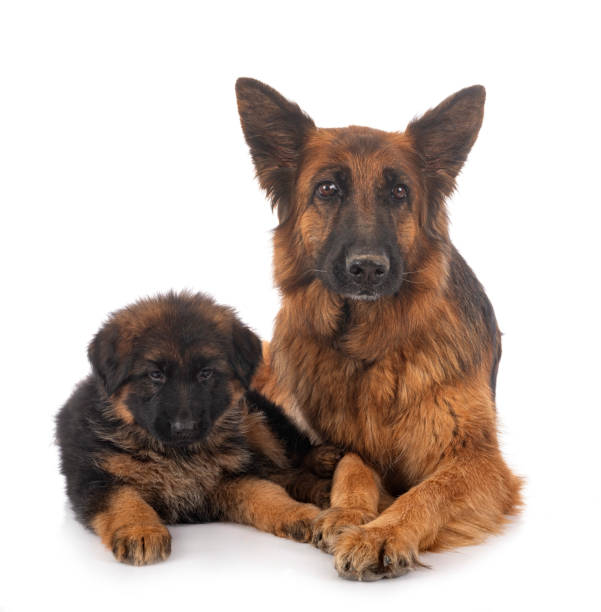 istock puppy german shepherd and adult 1241072702