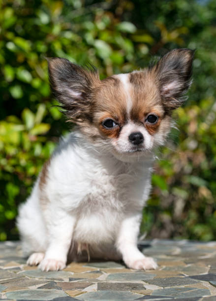 istock little chihuahua 1241073257