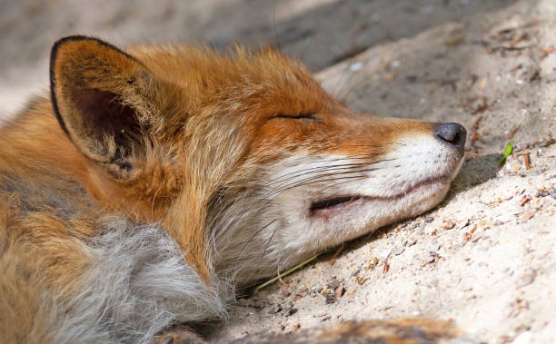 istock Close up of a Red fox sleeping, selective focus 1241077008