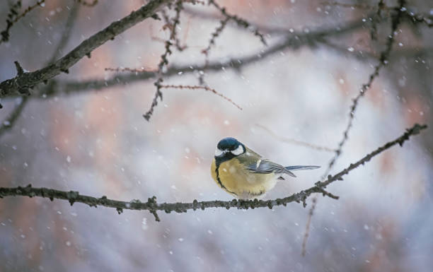 istock Titmouse on a snowy winter day 1241088245