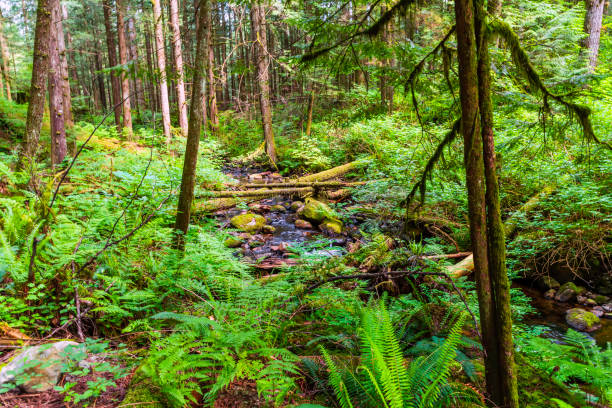 istock stream in a thicket of green forest 1241090906