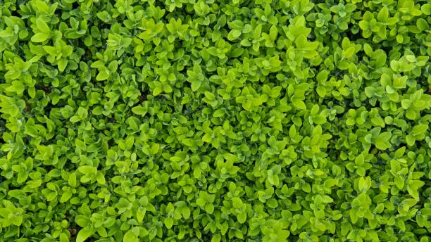 Photo of Close-up of green leaves wall. Boxwood bush texture. Top view of Buxus Sempervirens.