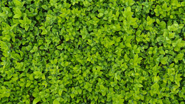 close-up de parede de folhas verdes. textura de arbusto de boxwood. vista superior de buxus sempervirens. - boxwood - fotografias e filmes do acervo