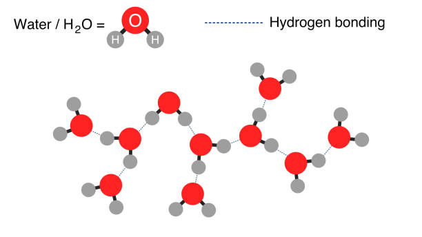 ilustrações, clipart, desenhos animados e ícones de ligação de hidrogênio - hydrogen bonding