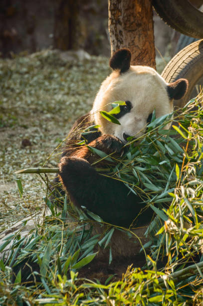 istock A black and white giant panda sits on the ground and eats bamboo leaves. 1241112809