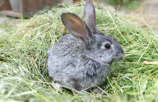 istock Gray rabbit sitting on a pile of mowed grass. Pets. 1241112813
