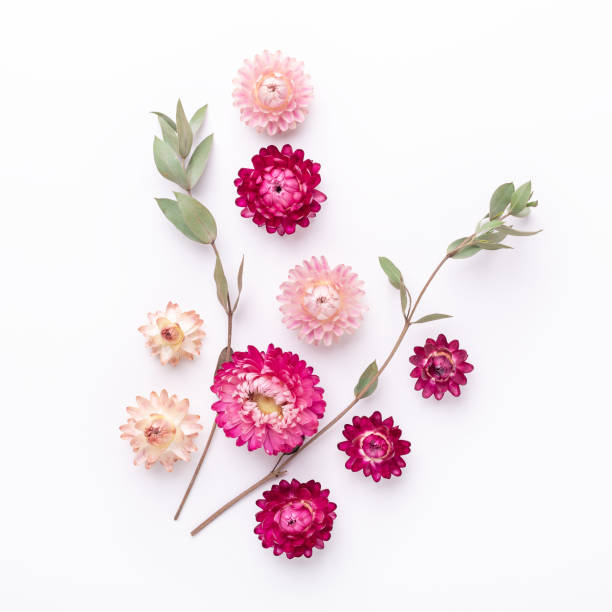 istock Flower composition. Eucalyptus branches and dry flowers on white background. Square 1241133429