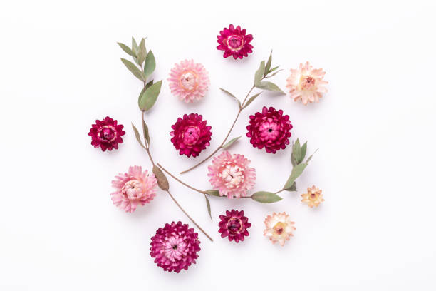 istock Flower composition. Eucalyptus branches and dry flowers on white background. Flat lay. Top view. Copy space 1241133995