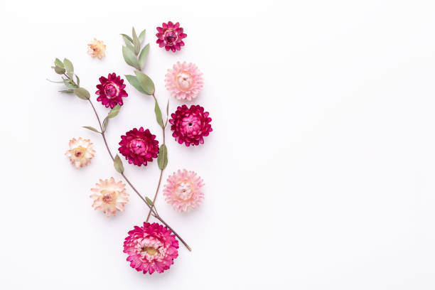 istock Flower composition. Eucalyptus branches and dry flowers on white background. Flat lay. Top view. Copy space 1241134021