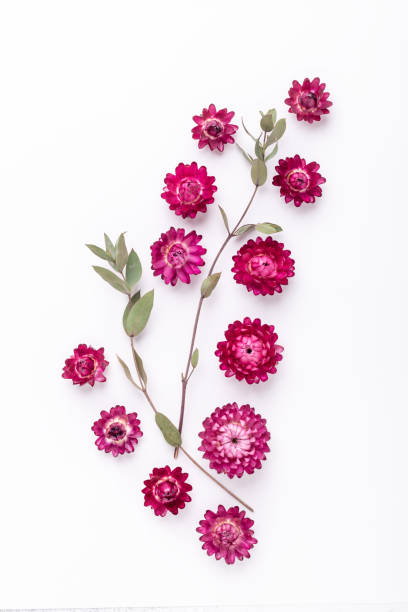 istock Flower composition. Eucalyptus branches and dry flowers on white background. Flat lay. Top view. Copy space 1241134022