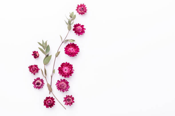 istock Flower composition. Eucalyptus branches and dry flowers on white background. Flat lay. Top view. Copy space 1241134549