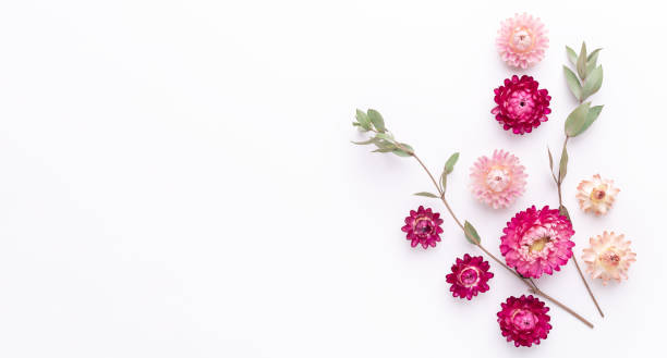 istock Banner. Flower composition. Eucalyptus branches and dry flowers on white background. Flat lay. Top view. Copy space 1241134552
