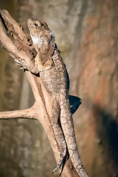 the frill necked lizard is climbing up the tree