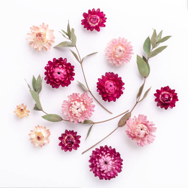 istock Flower composition. Eucalyptus branches and dry flowers on white background. Square 1241134752
