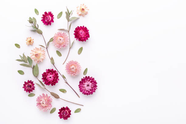 Flower composition. Eucalyptus branches and dry flowers on white background. Flat lay. Top view. Copy space