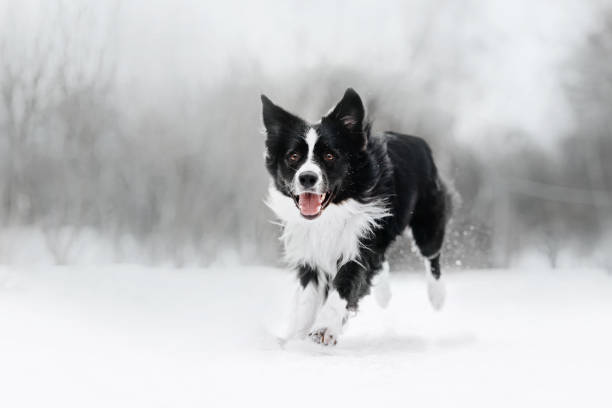 happy border collie dog running outdoors in winter black and white border collie dog running outdoors in winter border collie stock pictures, royalty-free photos & images