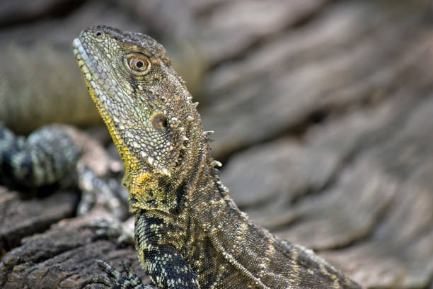this is a close up of a water dragon