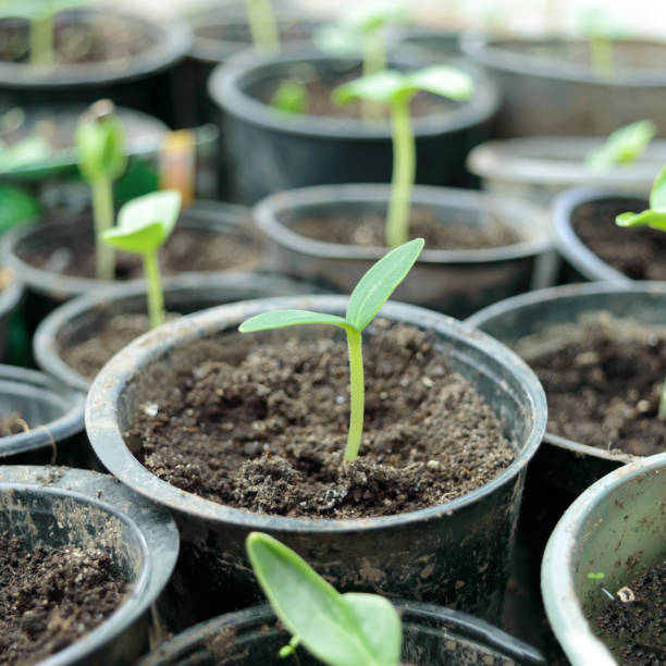 istock Sprouted young cucumber, selective focus. Growing seedlings in pots at home on windowsill. Plants seeding in botany greenhouse, horticulture and cultivation, home gardening. 1241143677