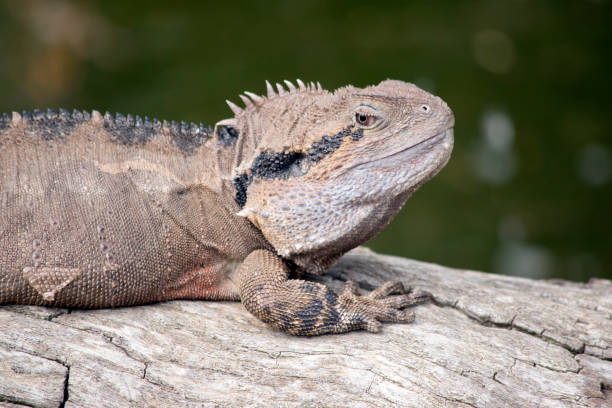 istock this is a close up of a water dragon 1241147568