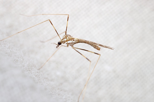 A small, delicate insect with long legs against a woven backdrop