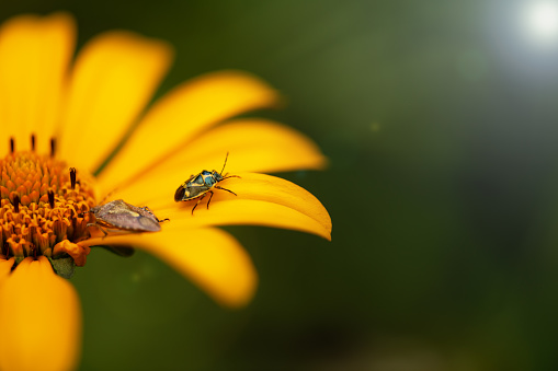 Ladybug on yellow dandelion flowers. Bright vibrant Sunny spring background.