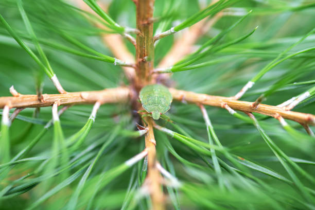 istock A selective focus shot of a  green bug is sitting on a green coniferous tree masked. Palomena prasina. Macro photo bedbug ,stink Bug 1241151336