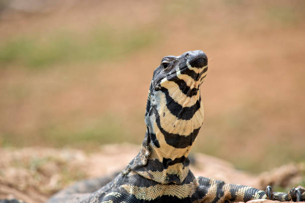 the lace lizard is a large grey, black and cream lizard