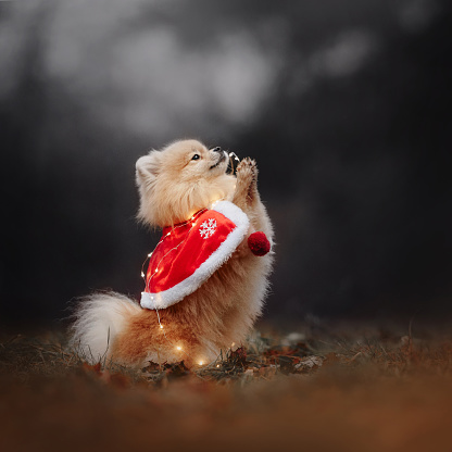 pomeranian spitz dog in a christmas cape begging outdoors