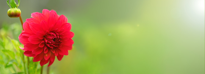 Dahlia flower is bright red on a green background. Spring and summer background. Banner