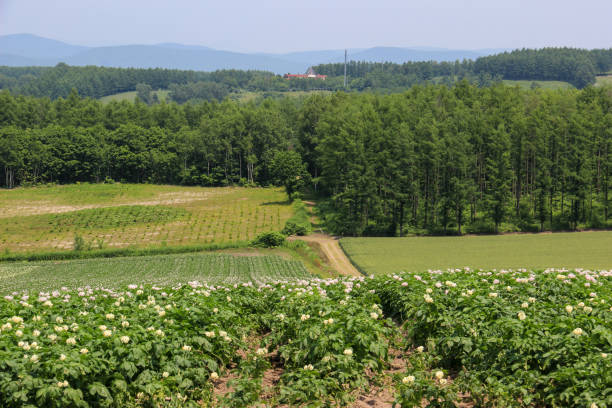 istock Hilly area with potato flowers 1241159288