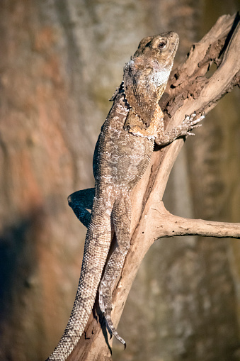 the frill necked lizard is climbing up the tree
