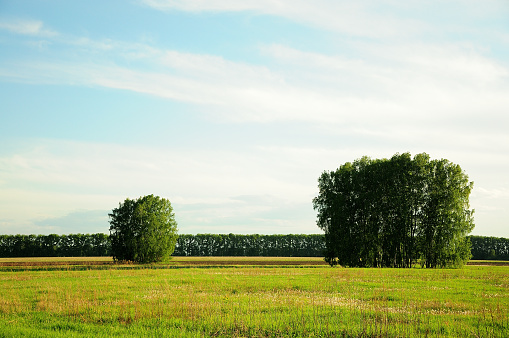 Two groups of lonely birches stand in a field not far from each other. Landscape.