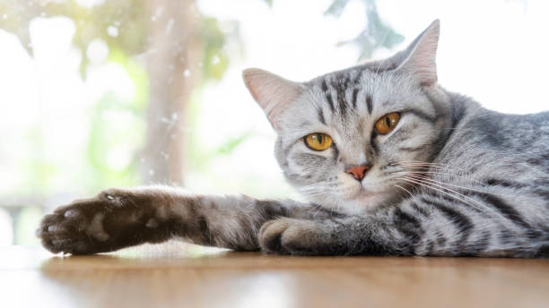 istock Gray striped cat lying in the room. 1241181705