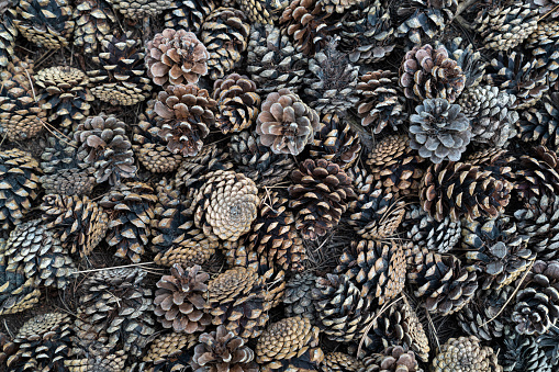 Many pinecone on floor. Background of pine cone. Concept of forest.