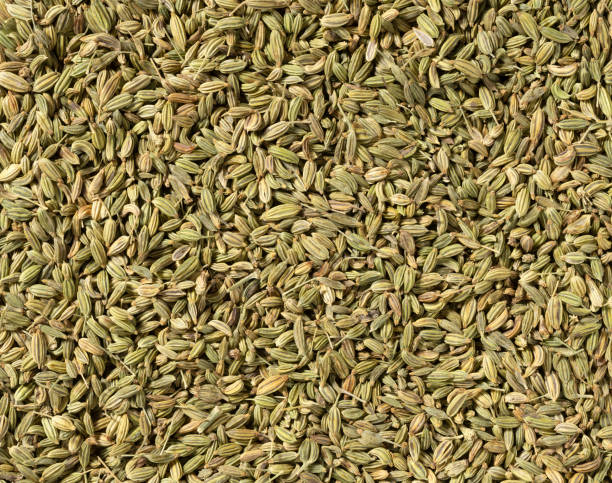 istock Fennel on the whole screen as background 1241204511